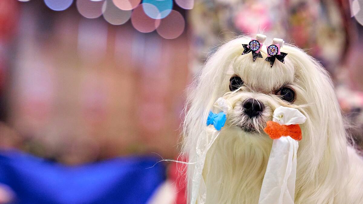 Le World Dog Show 2025 en images Illustré