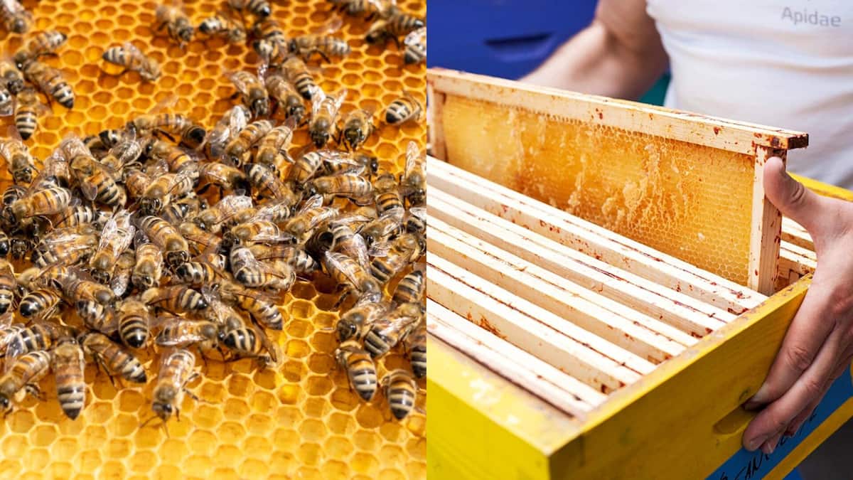 Découvrez le monde des abeilles et récoltez votre miel! Illustré