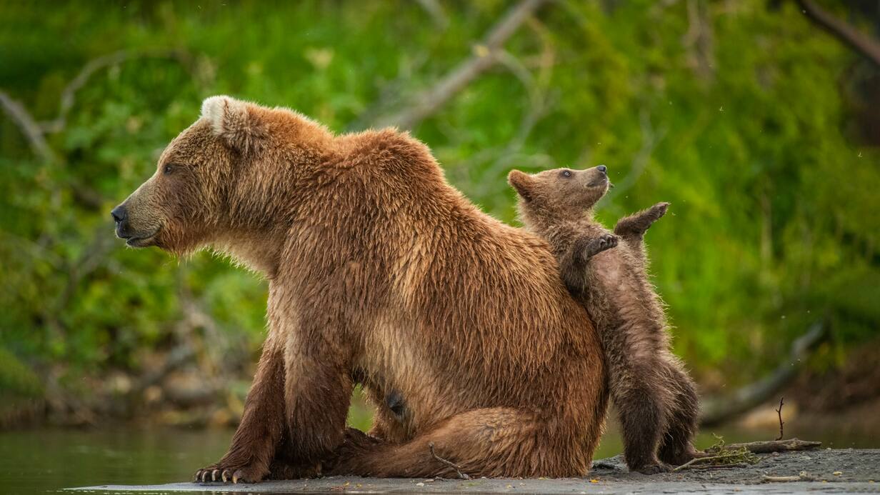Comedy Wildlife Photography Awards