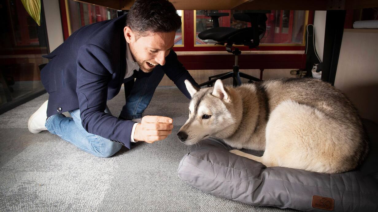 animaux bureau