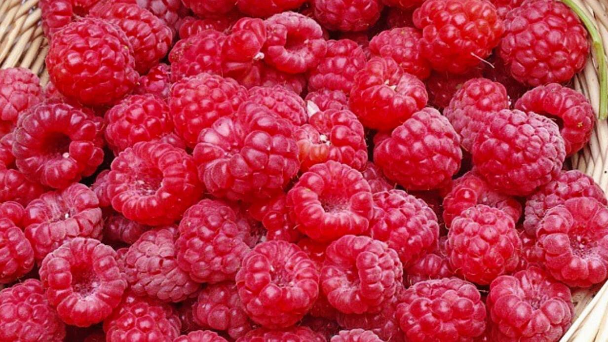 La ferme aux framboises