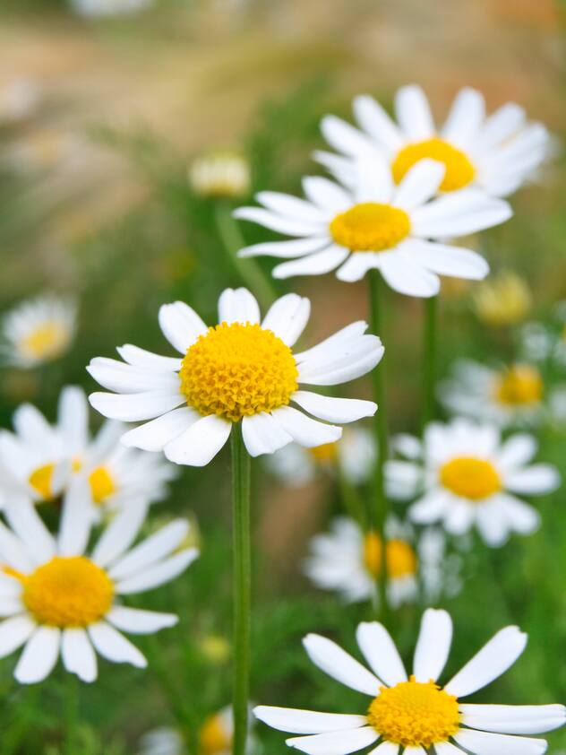 plantes