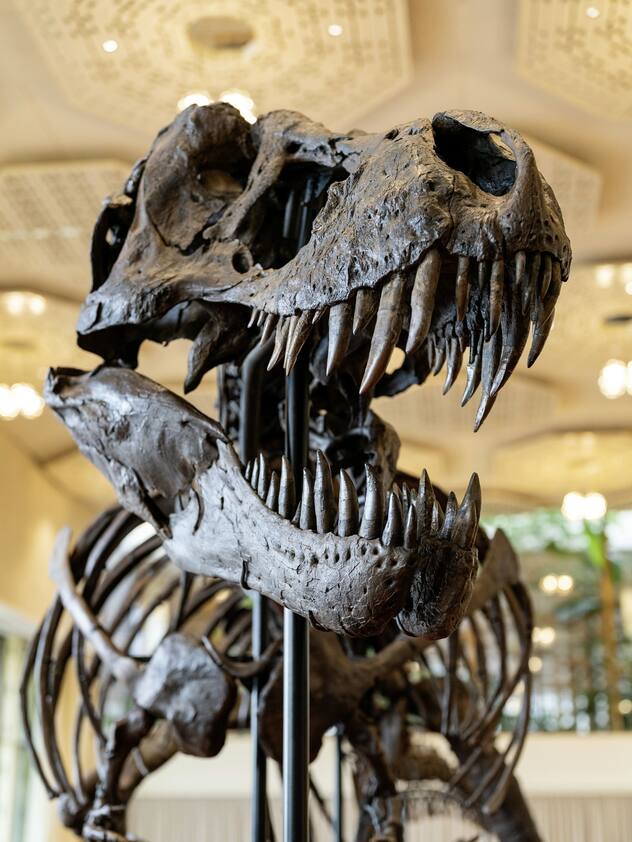 Squelette du T-Rex Trinity