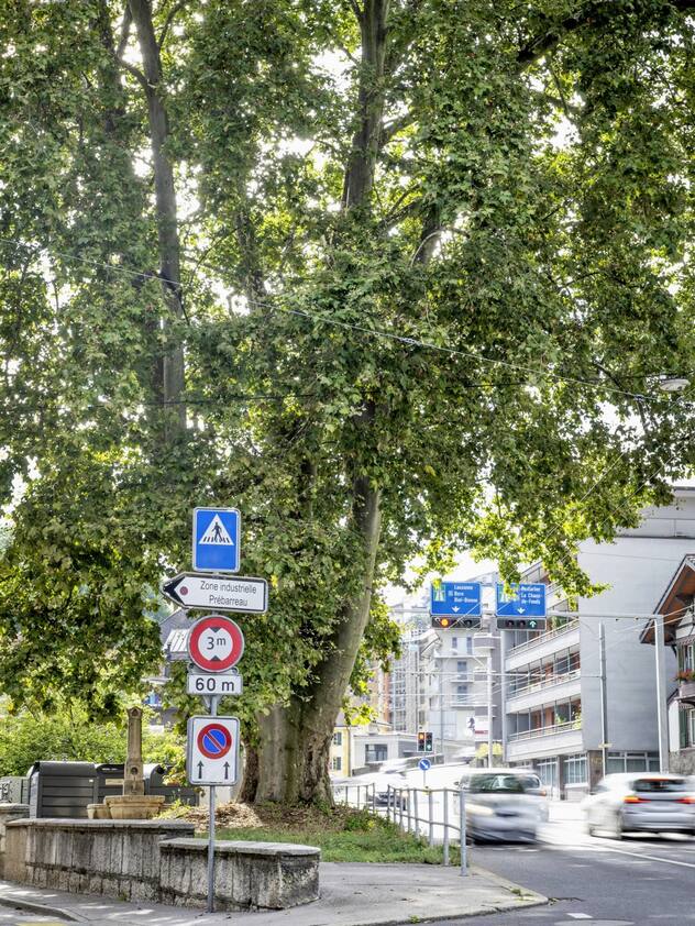 Un platane encerclé par la circulation de 164 ans à Neuchâtel