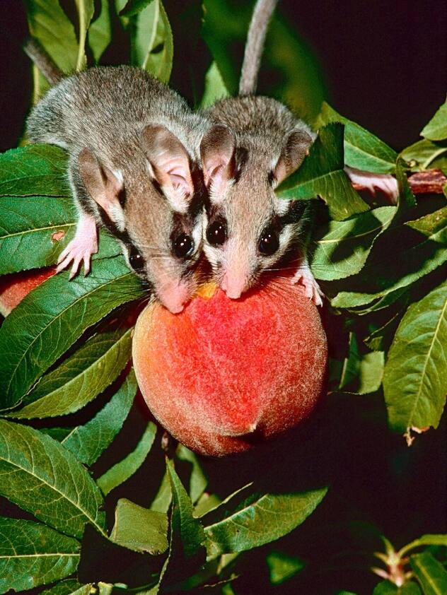 lérot