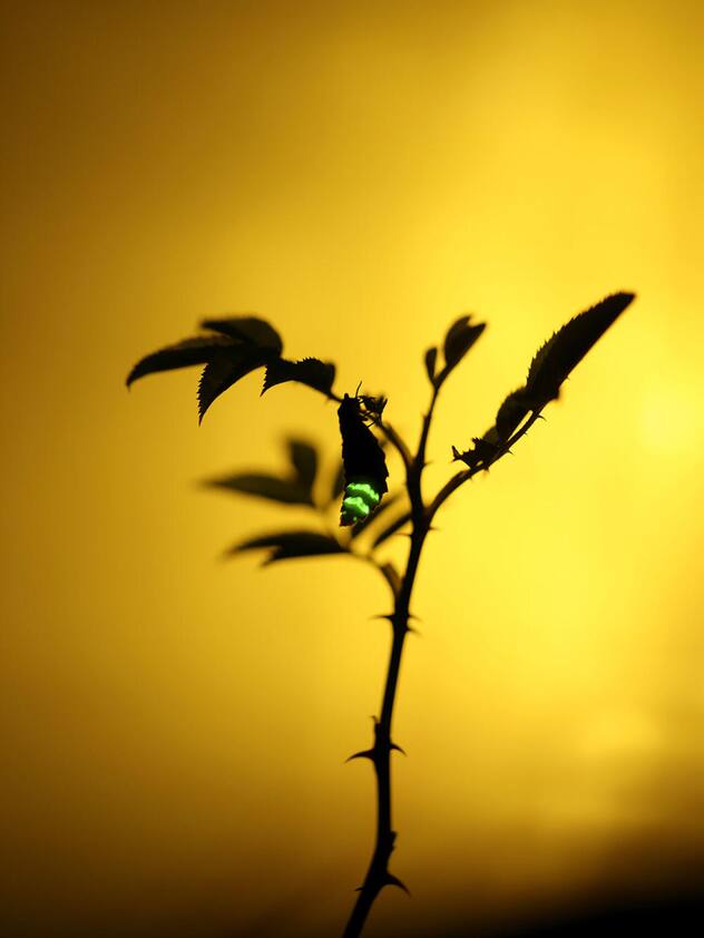 Lucioles