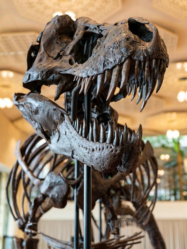 Squelette du T-Rex Trinity