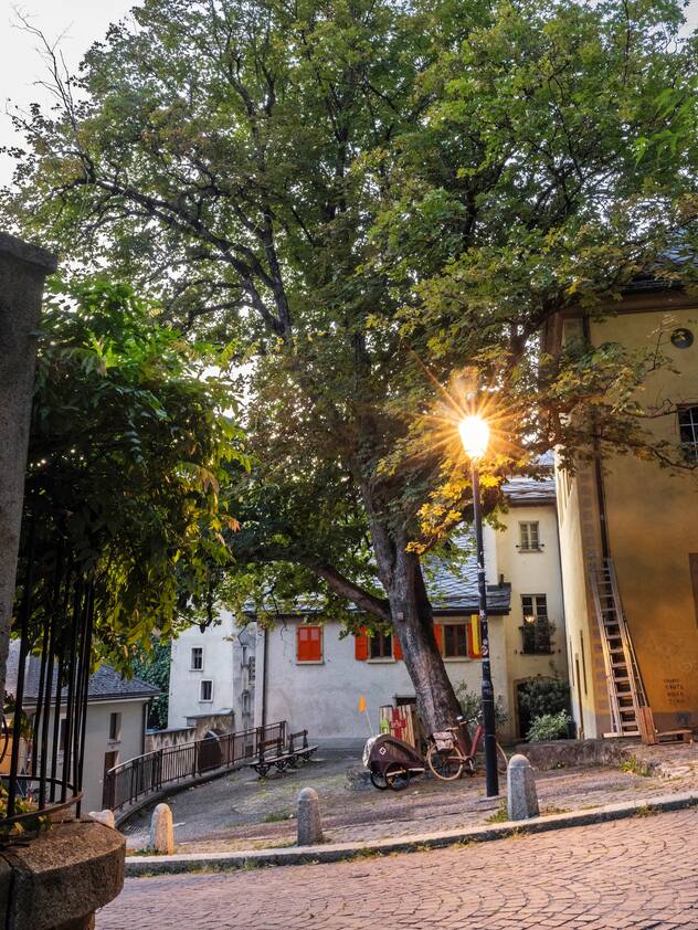 Le sycomore centenaire de la rue du Vieux-Collège