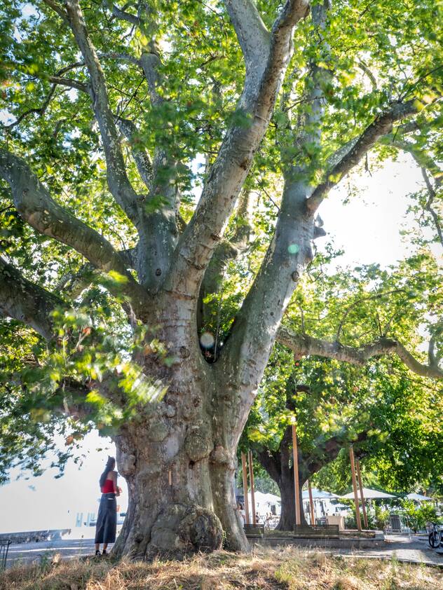 A Cully, un platane et un marronnier, surnommés les arbres du major Davel