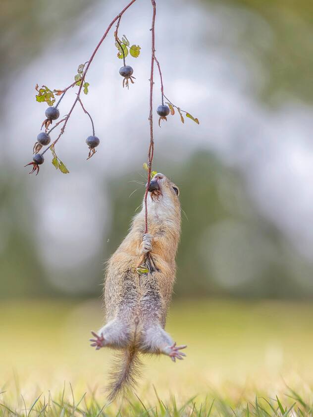 Comedy Wildlife Photography Awards