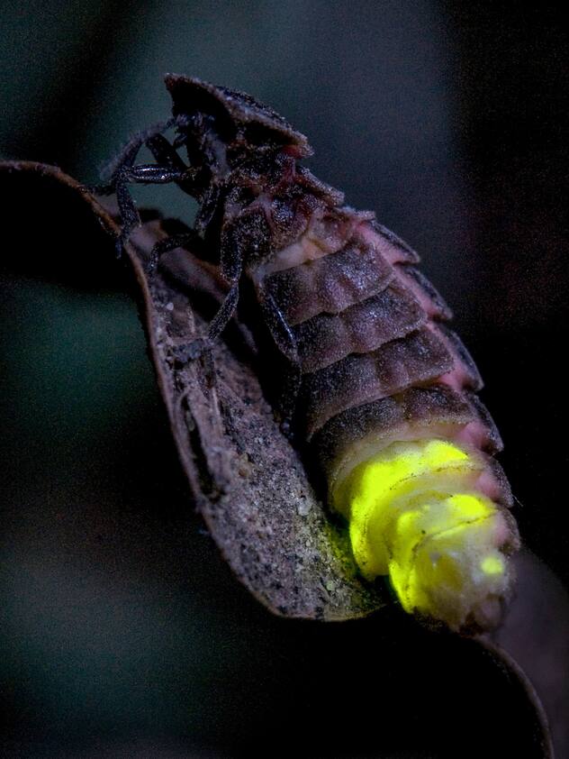 Lucioles
