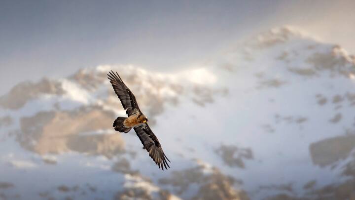 Aigle royal