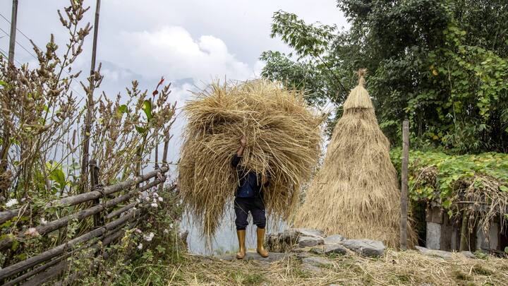 Reportage sur le royaume du Sikkim: un paysan porte des plants de riz