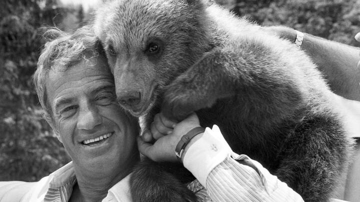 Bildnummer: 51801923  Datum: 25.06.1982  Copyright: imago/SommerSchauspieler Jean-Paul Belmondo (FRA) mit dem Bâ°ren Beethoven wâ°hrend des Drehs zum Film - Das As der Asse - in Bayern, Personen , Tiere , optimistisch; 1982, Bayern, SW, Bâ°r, Sâ°ugetiere; , quer, Kbneg, Einzelbild, Film, Kunst, Deutschland, Aktion, People