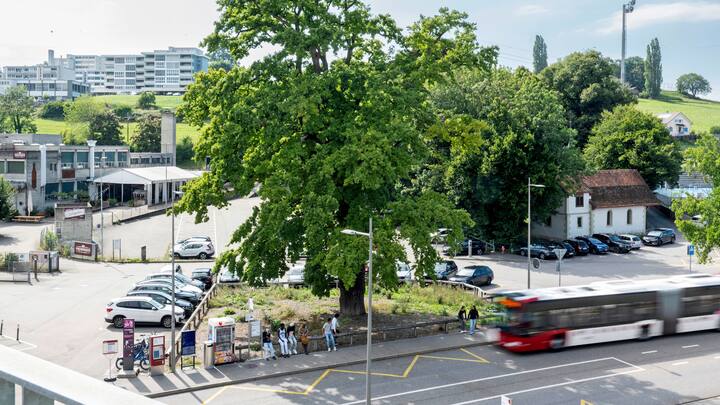Le chêne campagnard de la Poya (Fribourg) a été rattrapé par l’urbanisation