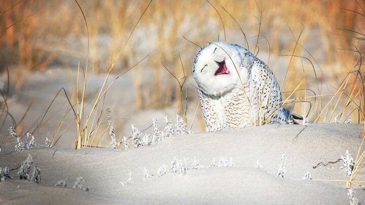 Comedy Wildlife Photography Awards