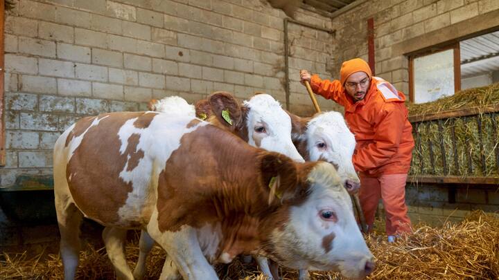 Nicolas Presti, dit Nikoko, purge une peine de 2 mois ferme à la Colonie ouverte des Etablissements de la plaine de l’Orbe au nom du climat