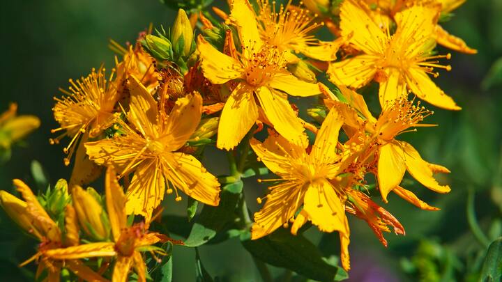 plantes