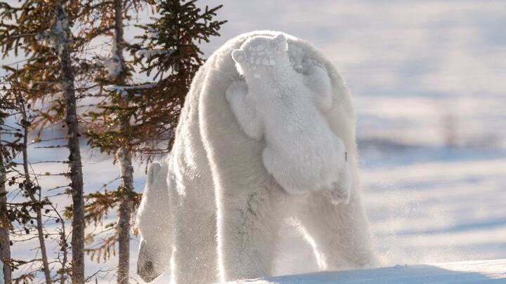 Comedy Wildlife Photography Awards