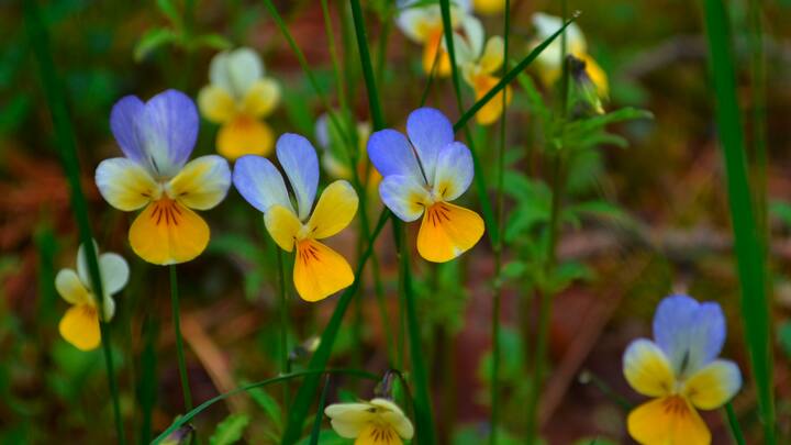 plantes