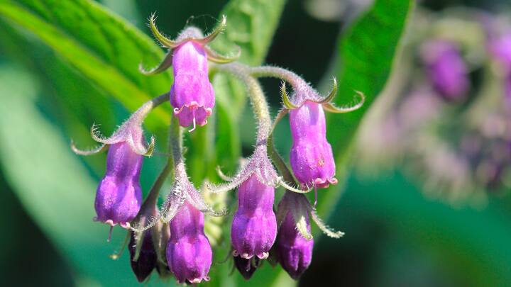 plantes