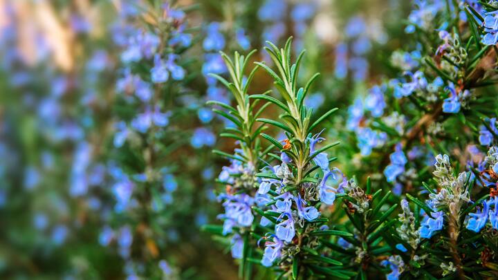 plantes