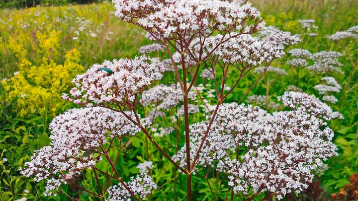 Plantes