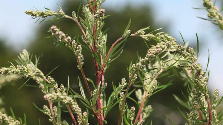 plantes