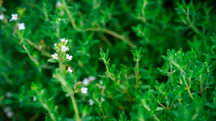 plantes