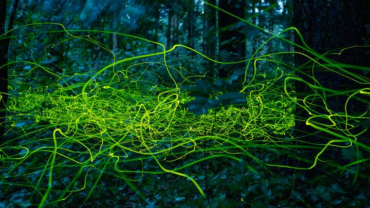 Lucioles