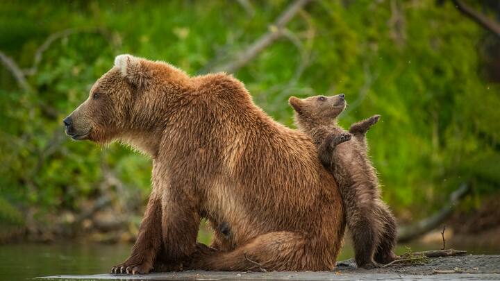 Comedy Wildlife Photography Awards