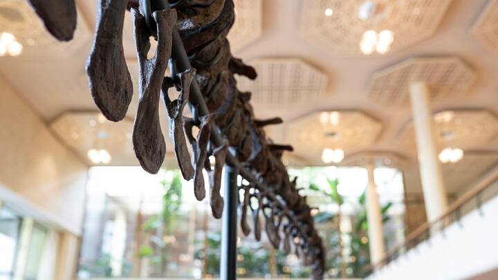 T-Rex Trinity