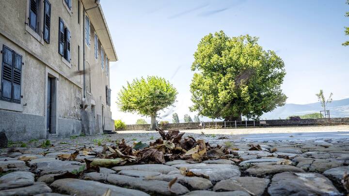 Un tilleul du XVIe siècle au tronc torturé de 461 ans à Estavayer