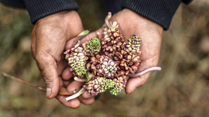 Reportage sur le royaume de Sikkim: dans les mains d’Azing, un fruit local utilisé en médecine traditionnelle