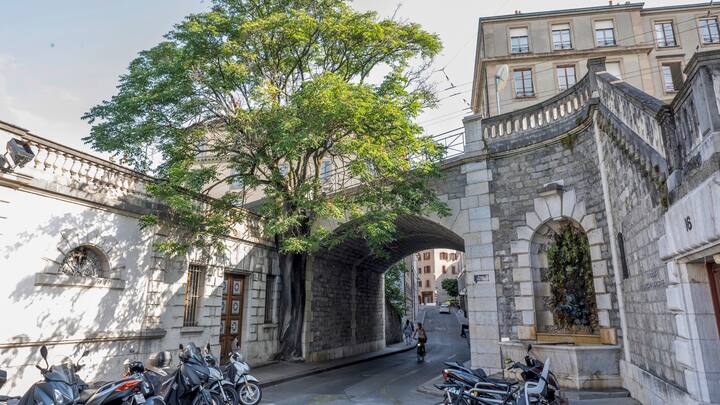 Un ailante très spontané de 65 ans à Genève