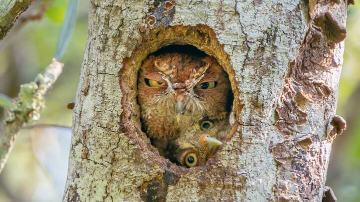 Comedy Wildlife Photography Awards