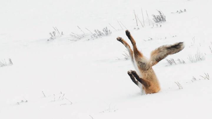 Comedy Wildlife Photography Awards