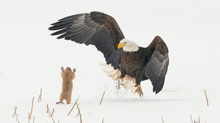 Comedy Wildlife Photography Awards