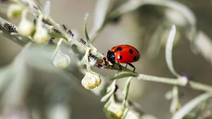 Une coccinelle se nourrissant de pucerons