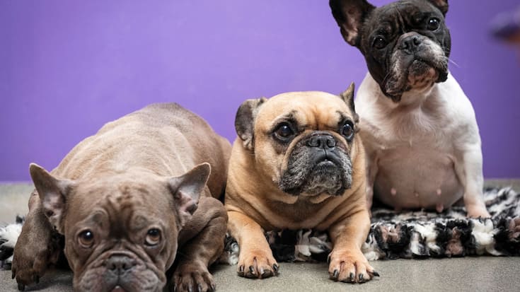 Le refuge tenu par Bouledogue Attitude recueille beaucoup d’animaux en mauvaise santé. La faute aux modifications génétiques sources de nombreuses maladies. Ici, de g. à dr.: Harley, Hellie et Mara. Hellie est la chienne de la responsable du lieu. En bonne santé mais trop longue pour se présenter à un concours.