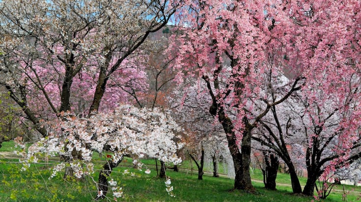 L'arboretum d'Aubonne au printemps