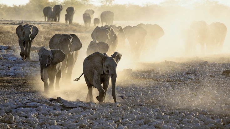 Le parc national d’Etosha en Namibie