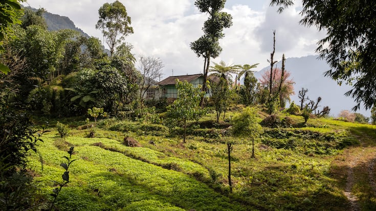 Le village de Tingvong, entouré de cultures biologiques