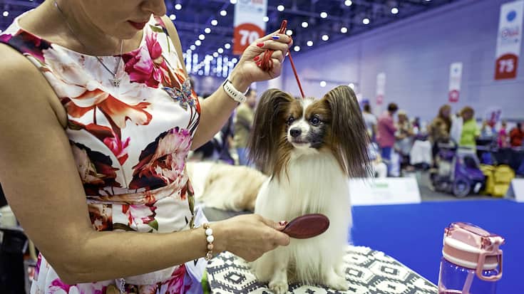 Coulisses du World Dog Show