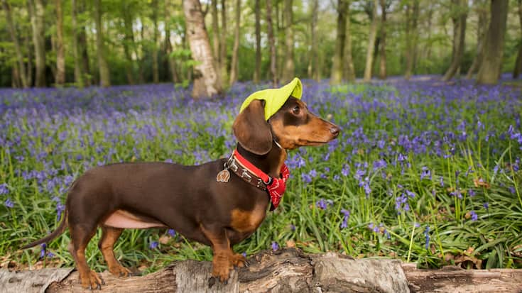 Notre guide des randos canines