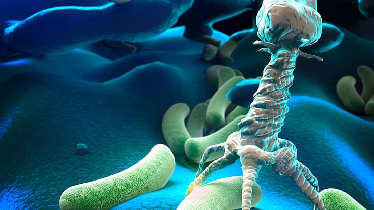 Vue au microscope électronique d’un bactériophage.