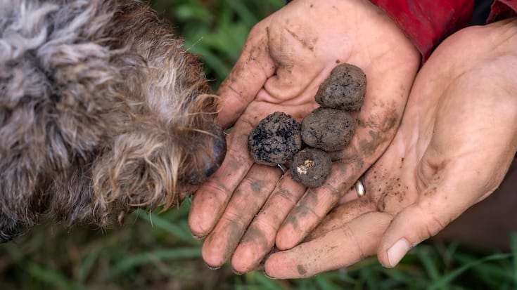 Truffes en Suisse romande