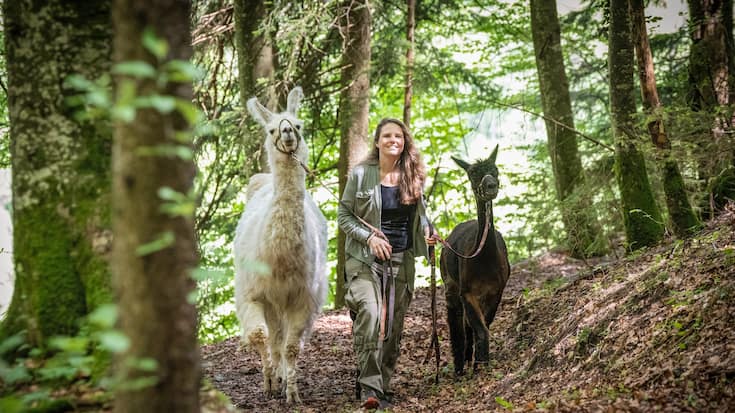 L’accompagnatrice Pamela Gruaz organise des promenades guidées par l’amour des animaux et la quête de la compréhension du fonctionnement des lamas et des alpagas.