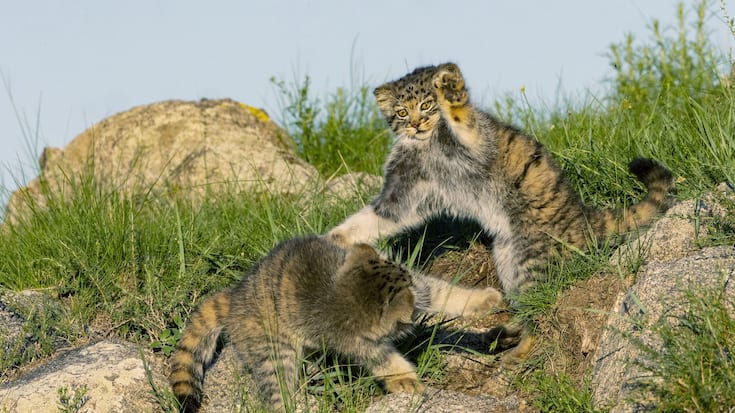 manul