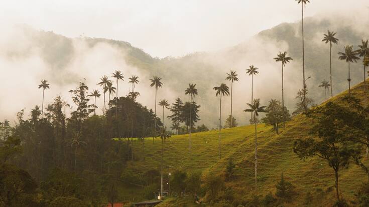 Tallest palm trees in the world in beautiful green Cocora valley in Colombia